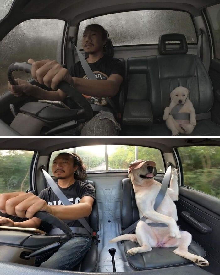 Ngakak, 3 Hewan Peliharaan Ini Kelakuannya Kaya Manusia